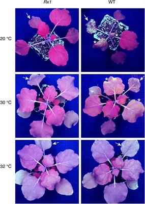 Unlike Many Disease Resistances, Rx1-Mediated Immunity to Potato Virus X Is Not Compromised at Elevated Temperatures